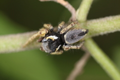 Phidippus arizonensis