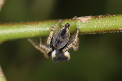 Phidippus arizonensis