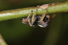 Phidippus arizonensis