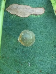 Creiis lituratus