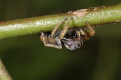 Phidippus arizonensis
