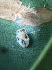Creiis lituratus