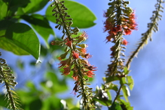 Combretum cacoucia