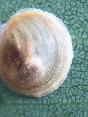 Creiis lituratus