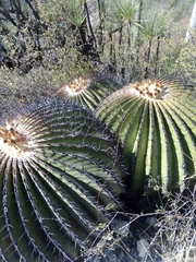 Echinocactus platyacanthus