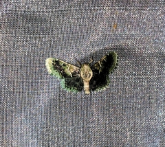 Coenodomus melanochlora