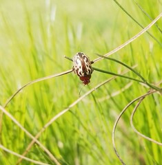 Zygogramma piceicollis