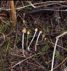 Psilocybe pelliculosa