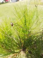 Zygogramma piceicollis