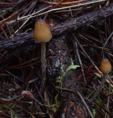 Psilocybe pelliculosa