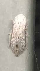 Ledromorpha planirostris