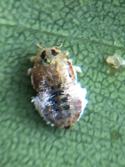 Creiis lituratus