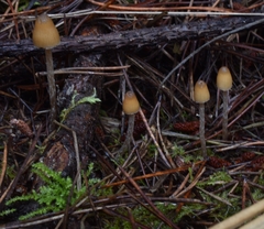 Psilocybe pelliculosa