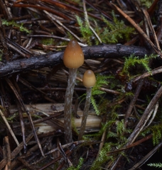 Psilocybe pelliculosa