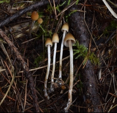 Psilocybe pelliculosa