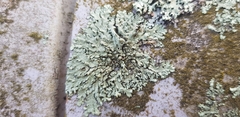 Phaeophyscia orbicularis