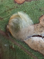 Creiis lituratus