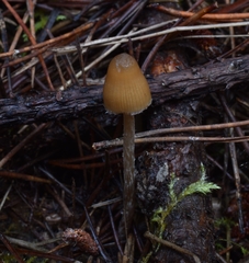 Psilocybe pelliculosa