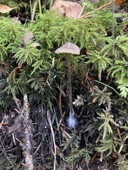 Entoloma holoconiotum