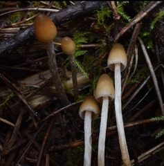 Psilocybe pelliculosa