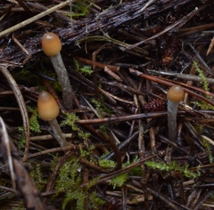 Psilocybe pelliculosa