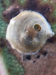 Creiis lituratus