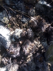 Selaginella lepidophylla