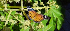 Argynnis hyperbius