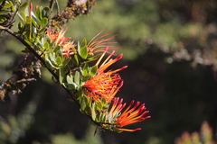 Tristerix longibracteatus