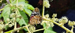 Argynnis hyperbius