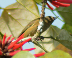 Diglossa baritula