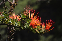 Tristerix longibracteatus