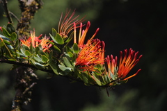 Tristerix longibracteatus
