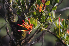 Tristerix longibracteatus