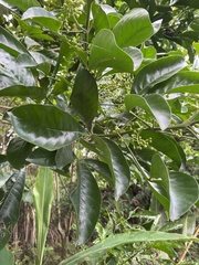 Melicope semecarpifolia