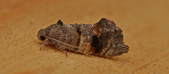 Oxytropha ametalla