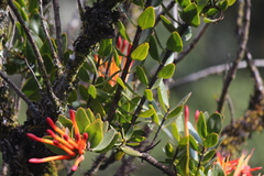 Tristerix longibracteatus