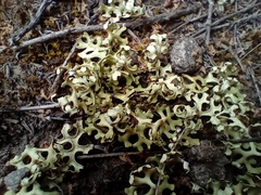 Xanthoparmelia semiviridis