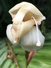 Alpinia elegans