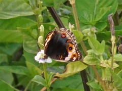 Junonia orithya wallacei