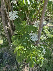 Sambucus nigra