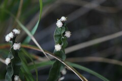 Baccharis genistelloides