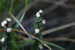 Baccharis genistelloides