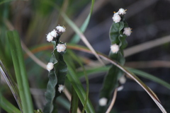 Baccharis genistelloides