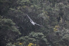 Daptrius carunculatus