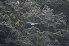 Daptrius carunculatus