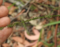 Setaria gausa