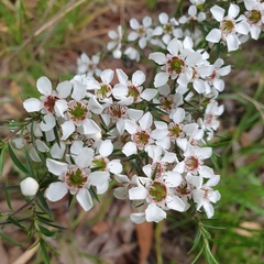 Leptospermum continentale