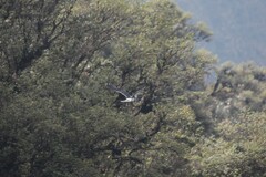 Daptrius carunculatus