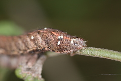 Condica albigera